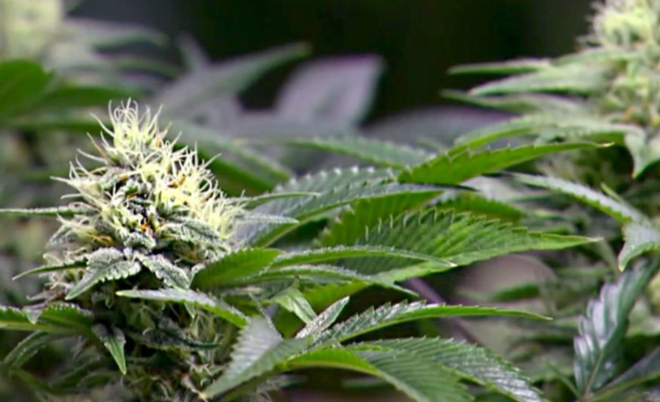 Buy Cheap Weed Online in Canada for Great Value and Fast Shipping