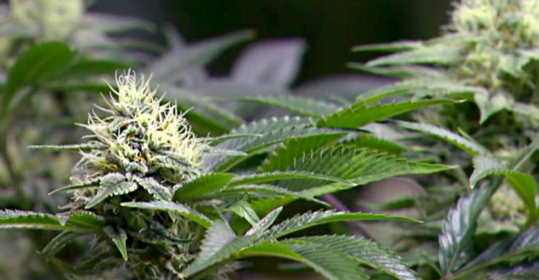 Buy Cheap Weed Online in Canada for Great Value and Fast Shipping