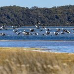 Australia migration crackdown