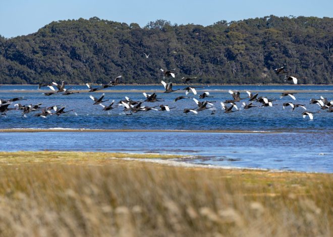 Australia migration crackdown: Is it the right move?