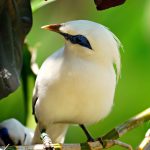 Bali Starling conservation