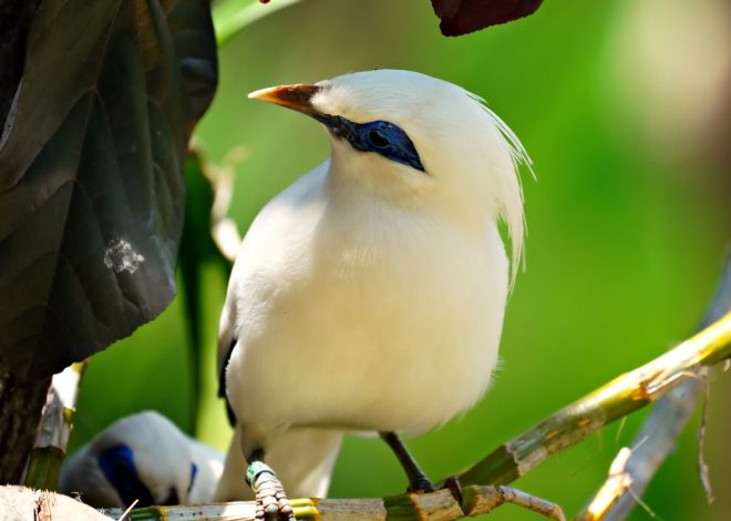 Bali Starling Conservation: Is It Worth the Effort?