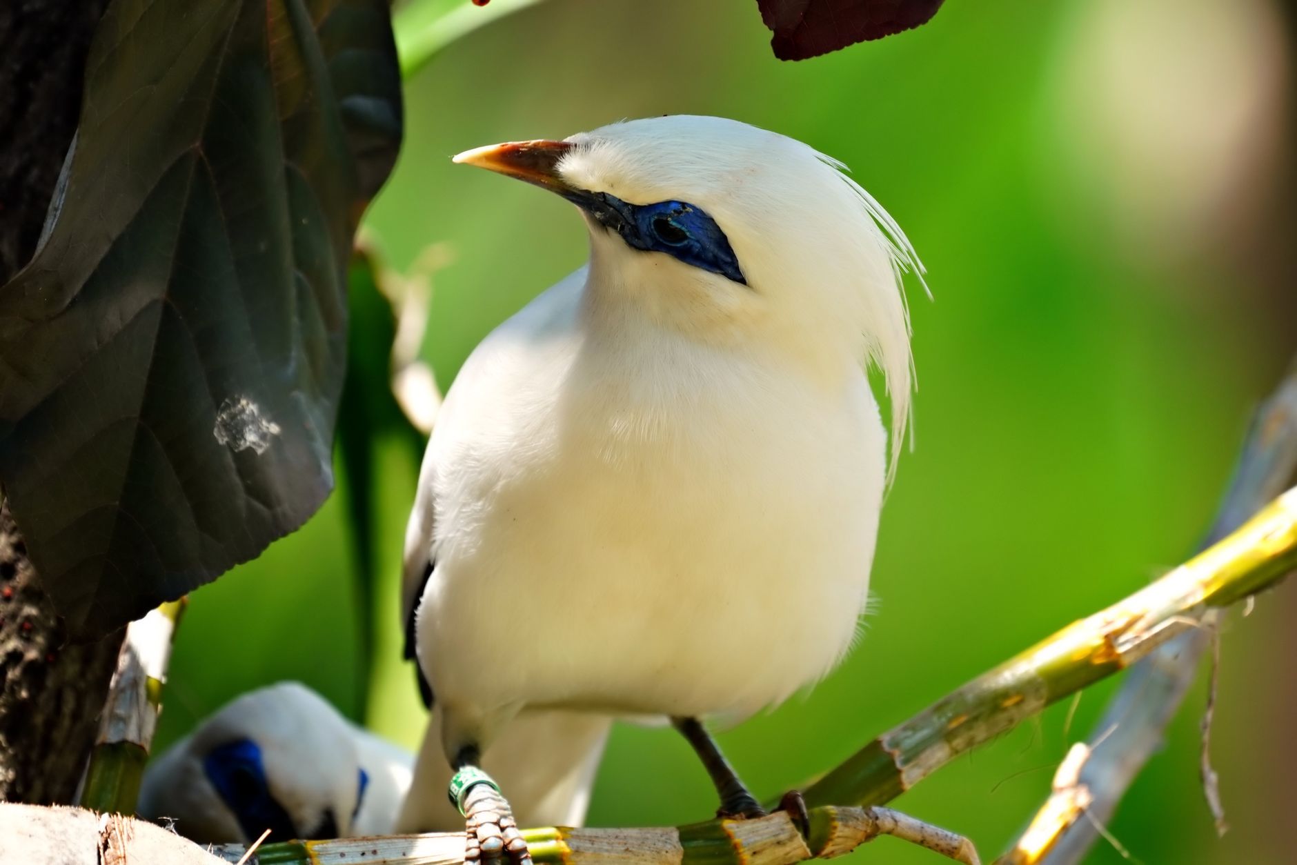 Bali Starling Conservation: Is It Worth the Effort?