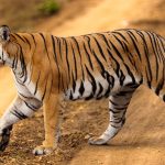 Indravati Tiger Reserve