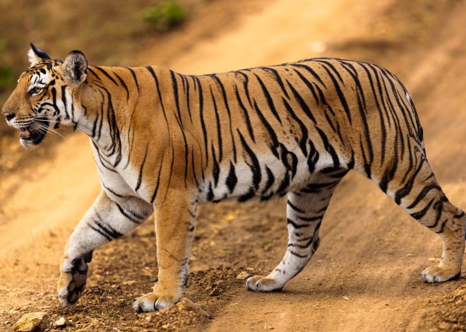 Indravati Tiger Reserve: Safe Travel Guide for Tourists