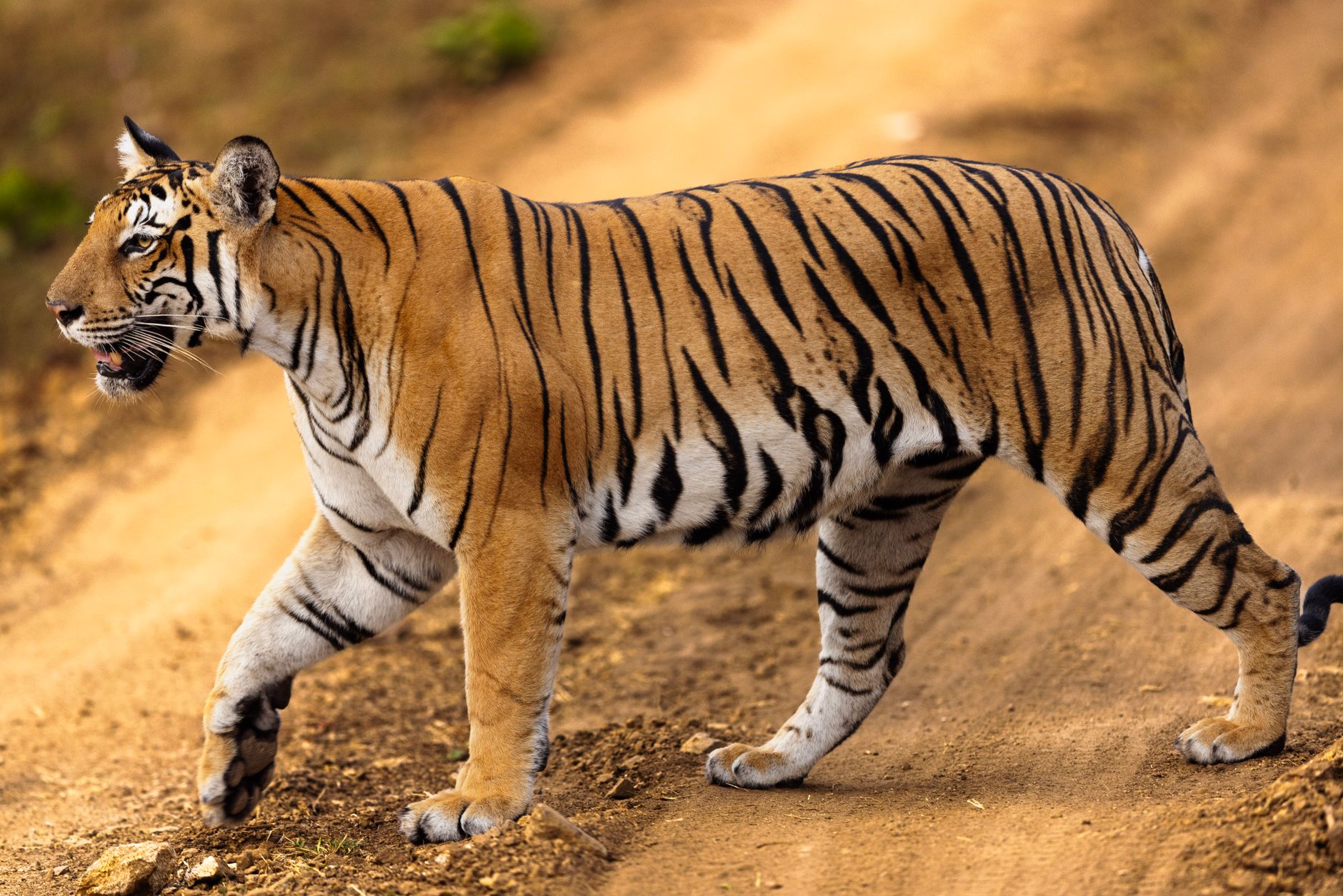 Indravati Tiger Reserve: Safe Travel Guide for Tourists