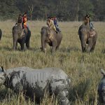 Assam wildlife tourism