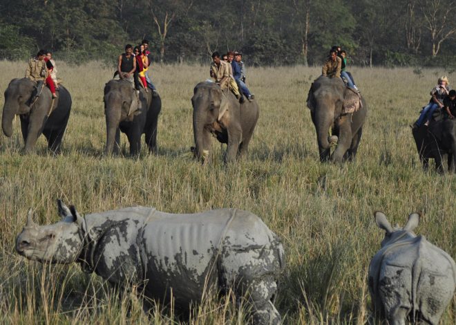 Assam Wildlife Tourism: Best Destinations for Nature Lovers