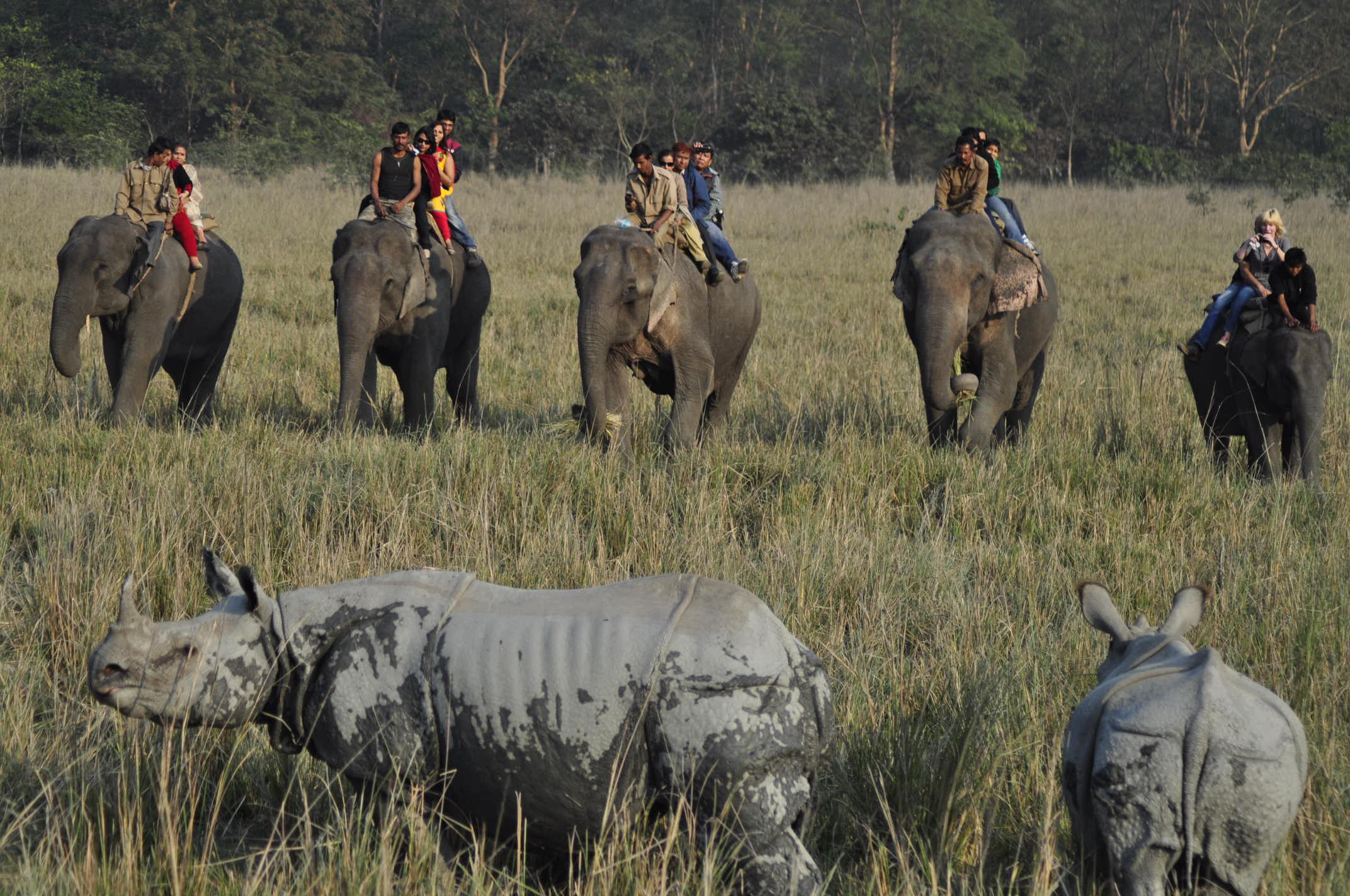 Assam Wildlife Tourism: Best Destinations for Nature Lovers