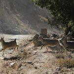 Gangotri National Park