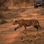 Indravati Tiger Reserve reopening