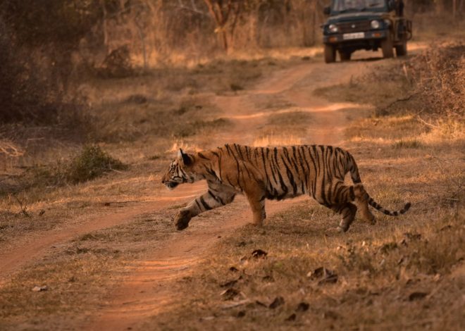 Indravati Tiger Reserve reopening is a Smart Travel Opportunity