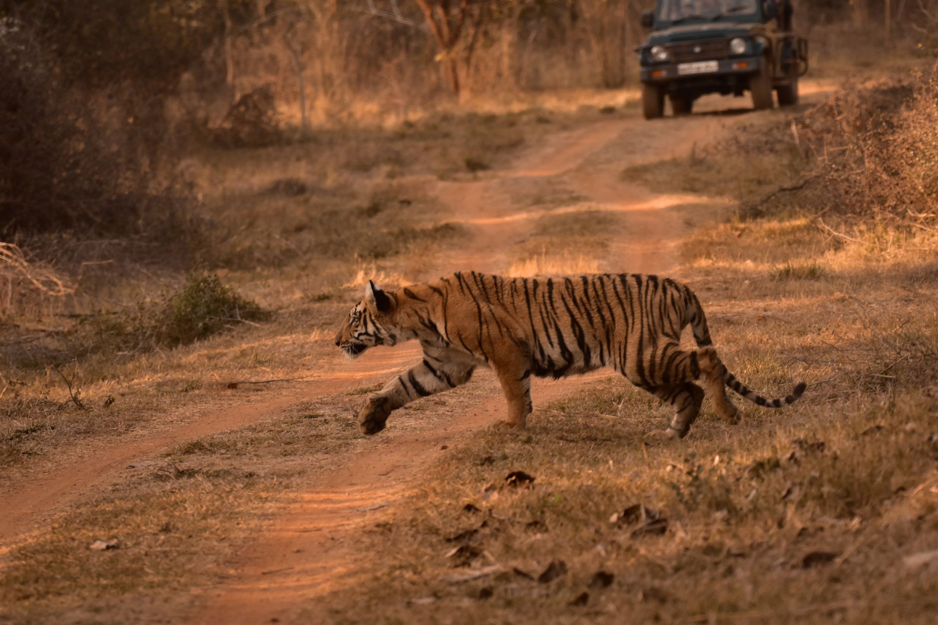 Indravati Tiger Reserve reopening is a Smart Travel Opportunity