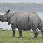 Kaziranga National Park
