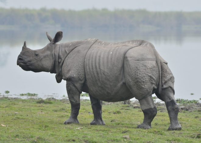 Kaziranga National Park: Best Time to Visit and Explore