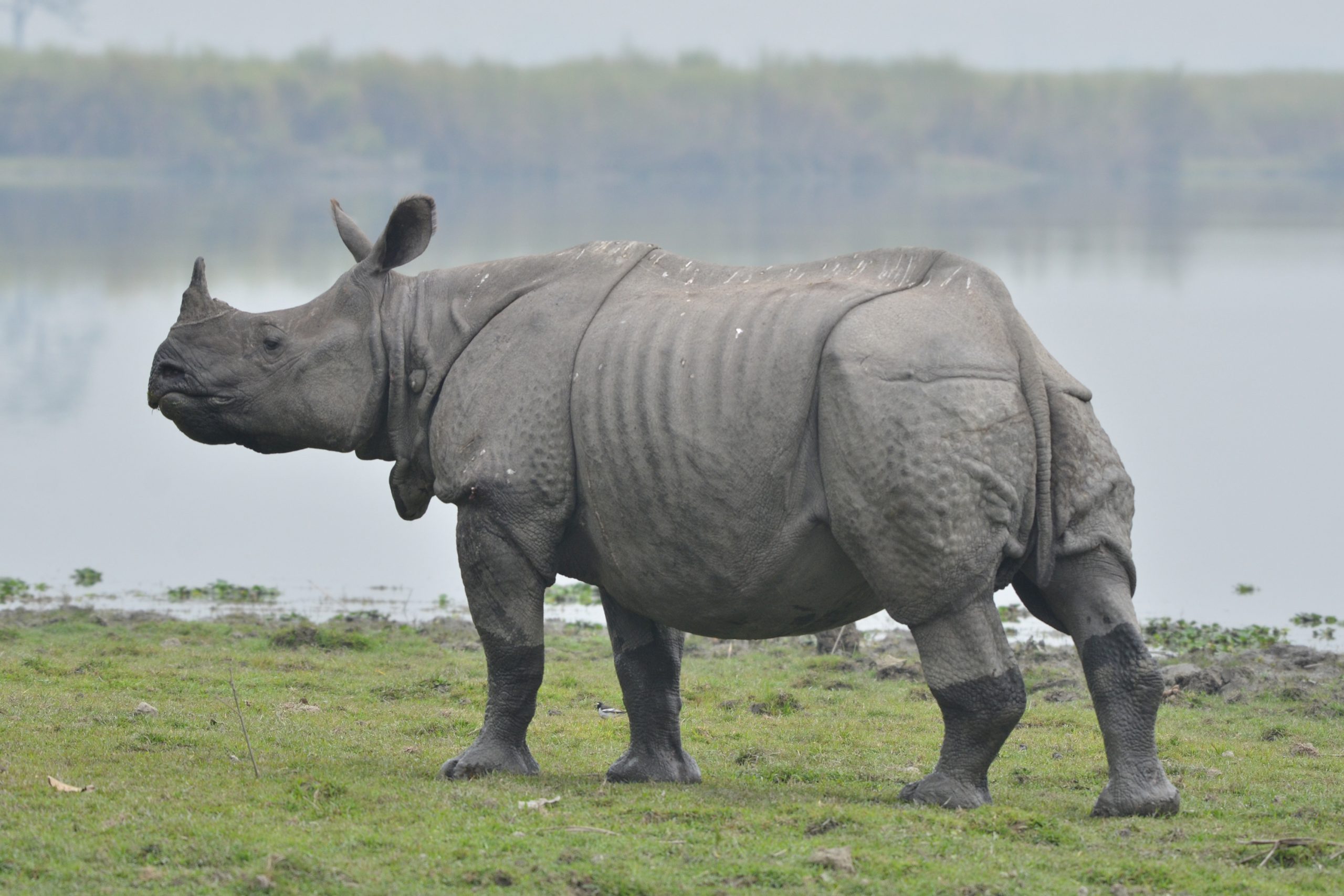 Kaziranga National Park: Best Time to Visit and Explore