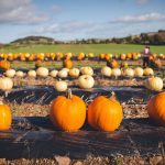 Powys pumpkin patch