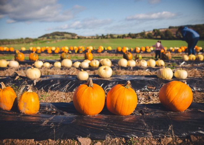 Powys pumpkin patch is the Worst News for Visitors