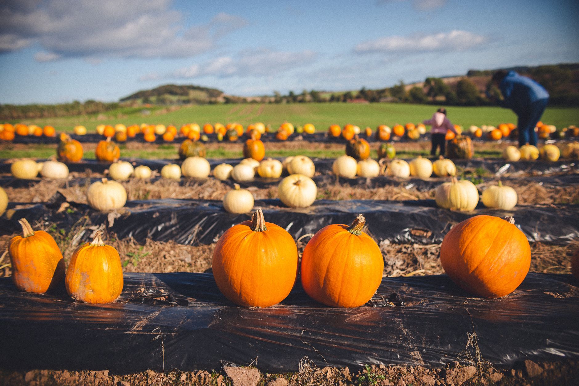Powys pumpkin patch is the Worst News for Visitors