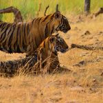 UP tiger reserves reopening