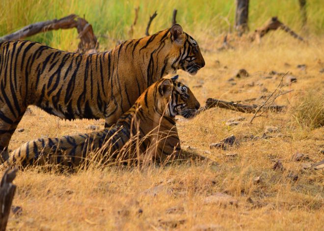 UP tiger reserves reopening: Is it the best time to visit?