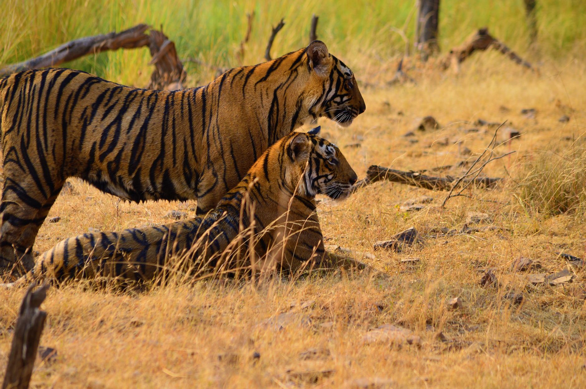 UP tiger reserves reopening: Is it the best time to visit?